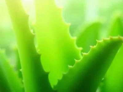 Aloes Leczniczy – Jak Go Rozpoznać i Czym Się Wyróżnia?