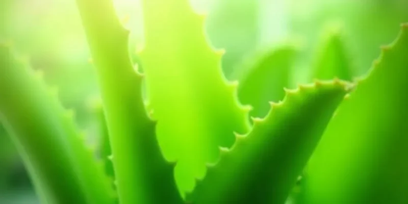 Aloes Leczniczy – Jak Go Rozpoznać i Czym Się Wyróżnia?